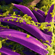 Illustration for article titled The Astounding And Horrific World As Seen Under A Microscope